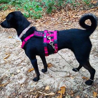 AnnyX SAFETY escape proof harness Fuchsia/Black