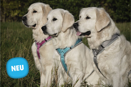 Annyx dog harness top