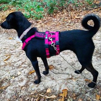 *Limited Edition* AnnyX SAFETY escape proof harness Black/Yellow reflective