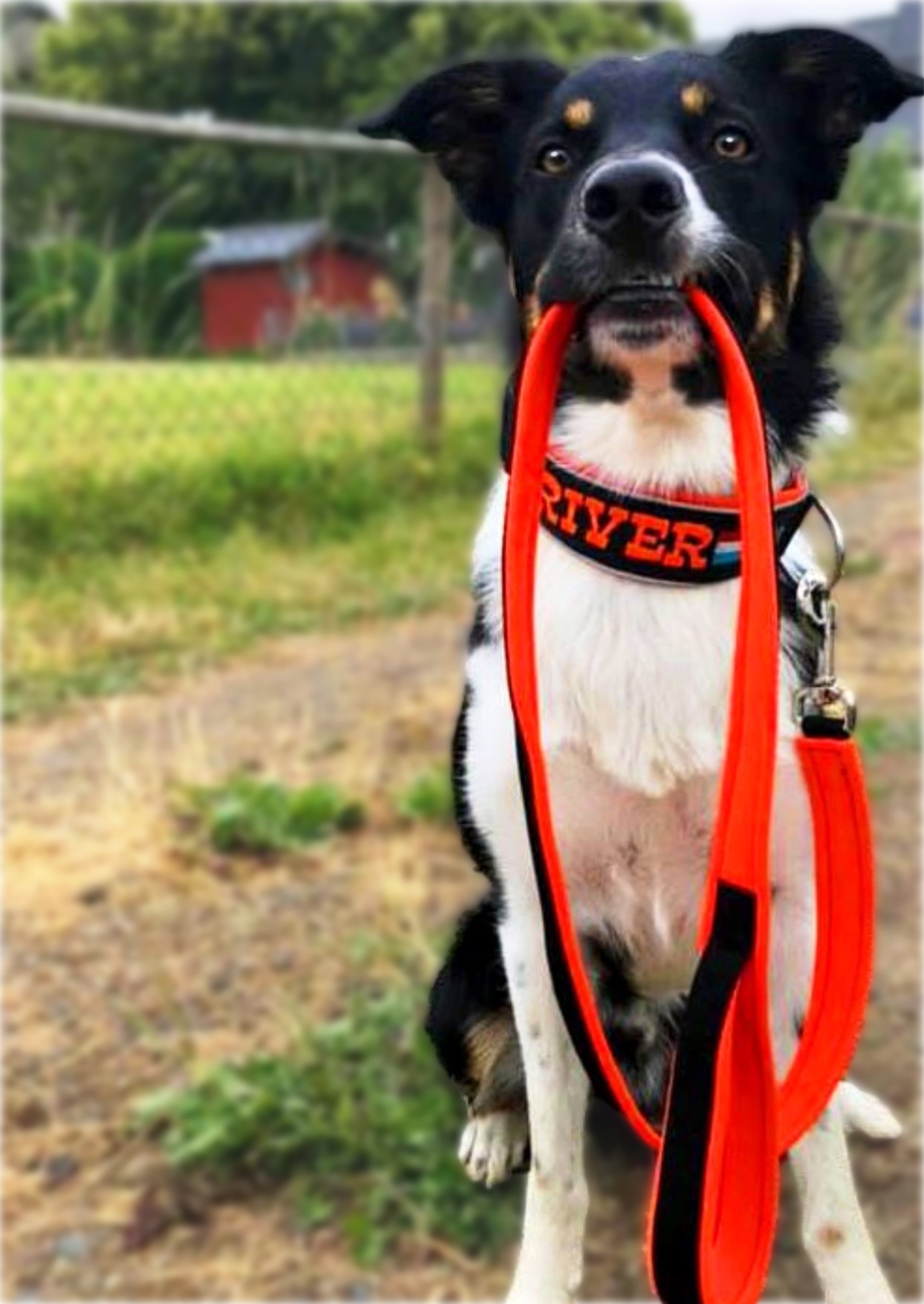 het laatste natuurlijk waarschijnlijkheid Halsband met naam voor jouw hond? Bestel snel! | My K9.eu