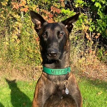 Mitch the Malinois Mitch the Malinois