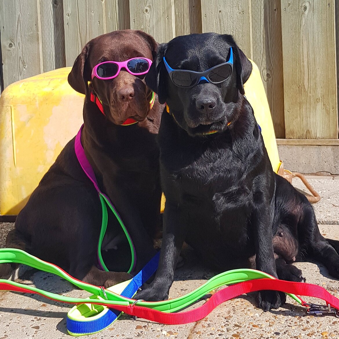 My K9 Klanten september 2022 My K9 Klanten september 2022