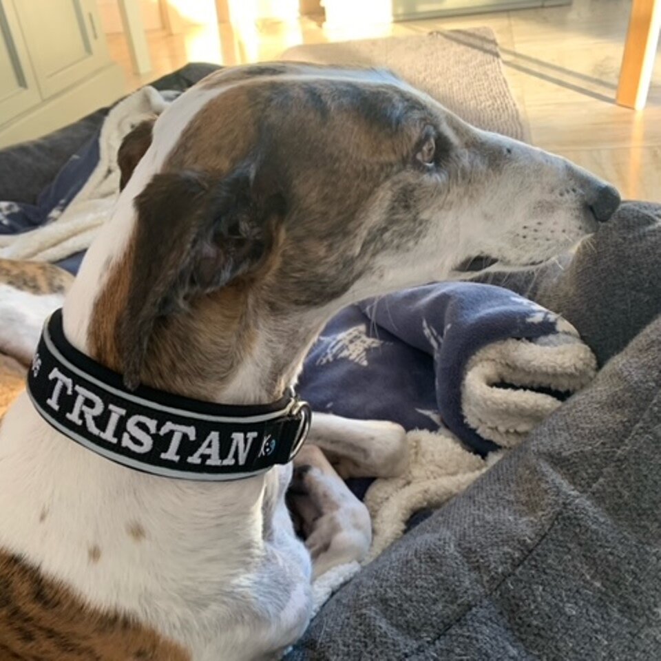 My K9 Klanten December 2022 My K9 Klanten December 2022