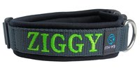 Knappe Ziggy showt zijn nieuwe halsband Knappe Ziggy showt zijn nieuwe halsband