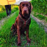 AnnyX hondentuigje FUN Bruin/Olijfgroen OP=OP