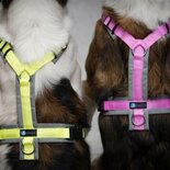AnnyX Y-harness FUN Pink/Grey - Limited Edition