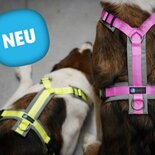 AnnyX Y-harness FUN Pink/Grey - Limited Edition