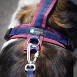 AnnyX hondentuigje FUN Donkerblauw/Bordeaux - Limited Edition
