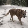 AnnyX hondentuigje FUN Kaneel/Bruin