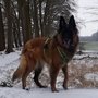 AnnyX hondentuigje PROTECT Grijs/Neongeel