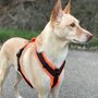 AnnyX hondentuigje PROTECT Bruin/Neonoranje