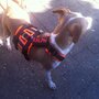 *Limited Edition* AnnyX SAFETY escape proof harness Black/Yellow reflective