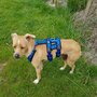 *Limited Edition* AnnyX SAFETY escape proof harness Green/Neongreen reflective