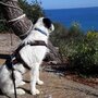 *Limited Edition* AnnyX SAFETY escape proof harness Green/Neongreen reflective