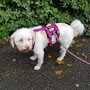 *Limited Edition* AnnyX SAFETY escape proof harness Green/Neongreen reflective