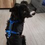 *Limited Edition* AnnyX SAFETY escape proof harness Green/Neongreen reflective